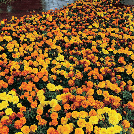 Marigold Hot Pack Mix - A289A