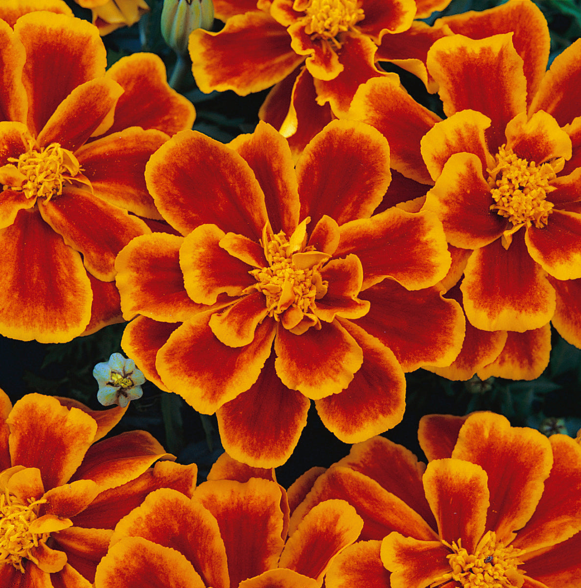Marigold Durango Flame - A292A