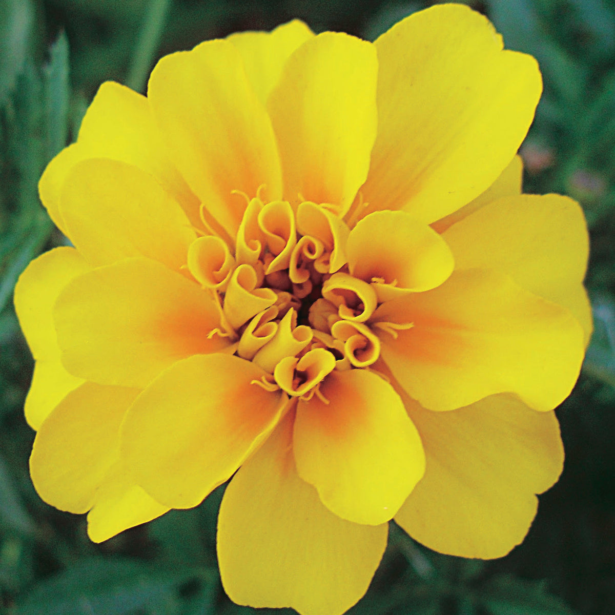 Marigold Durango Yellow - A294A