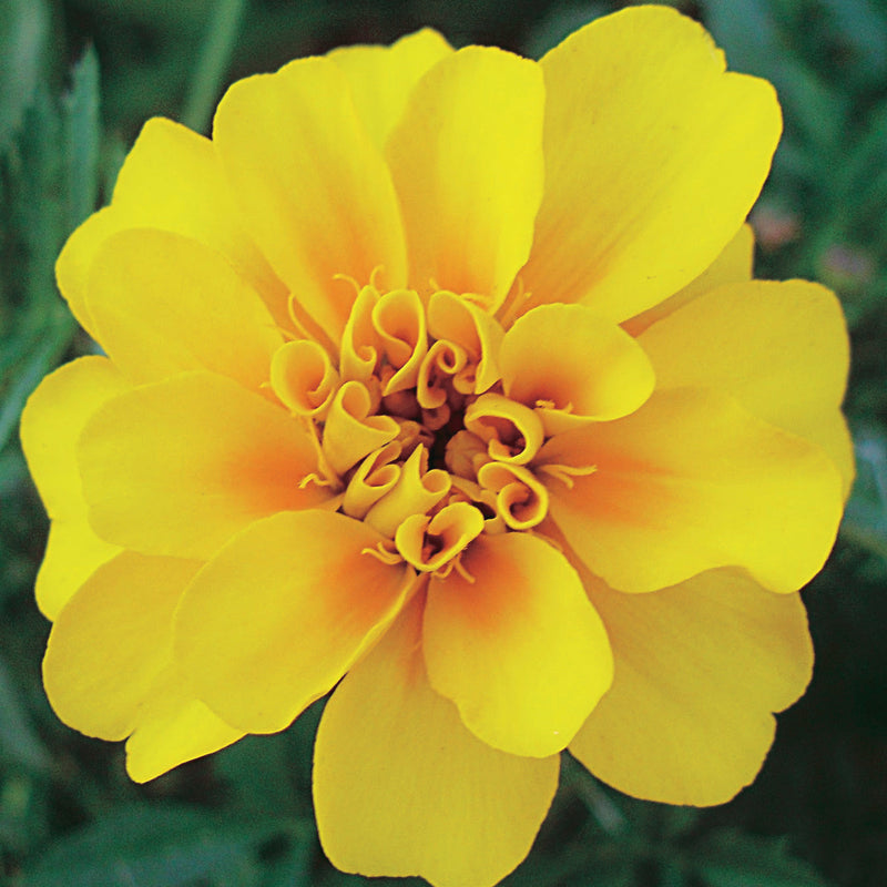 Marigold Durango Yellow