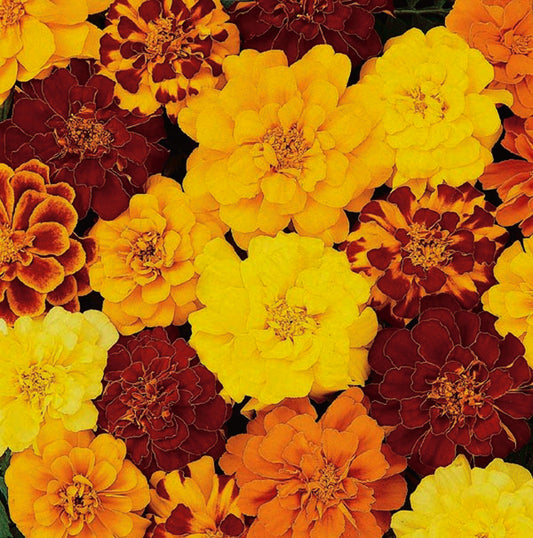 Marigold Durango Mix