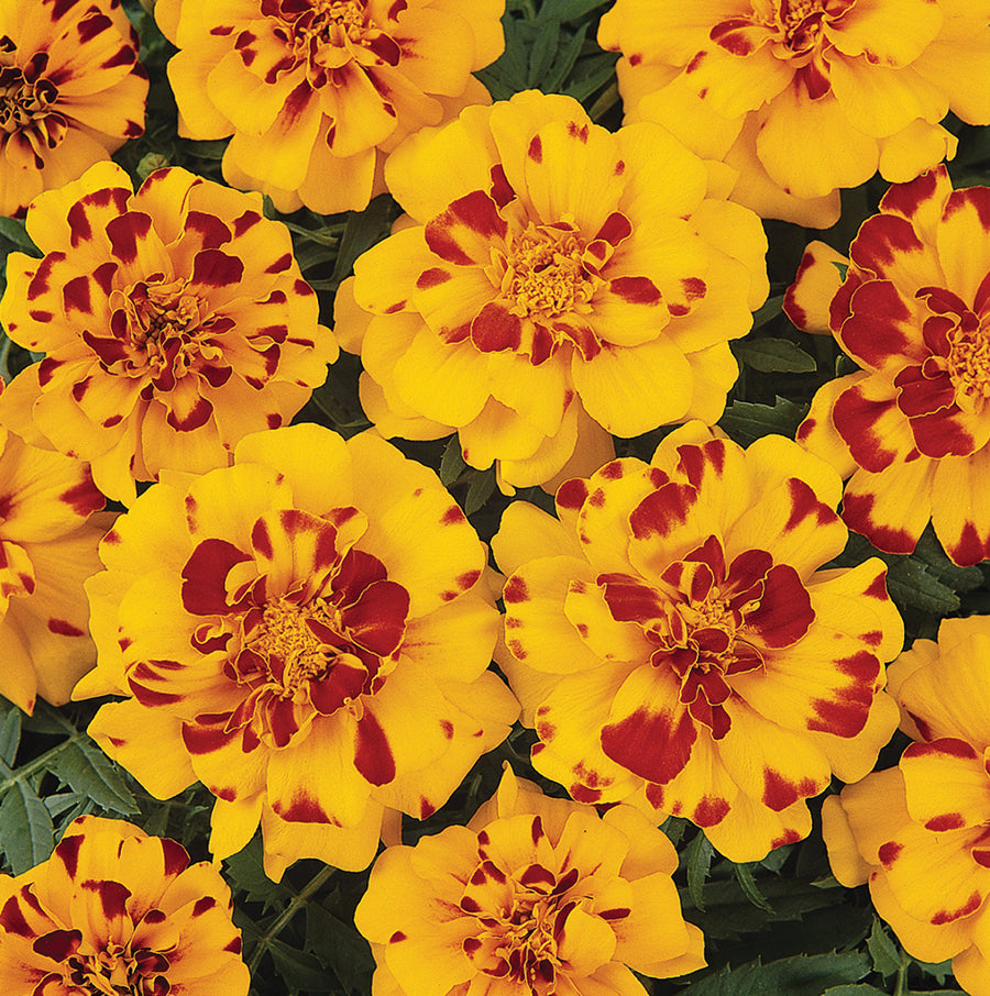 Marigolds Durango Bolero