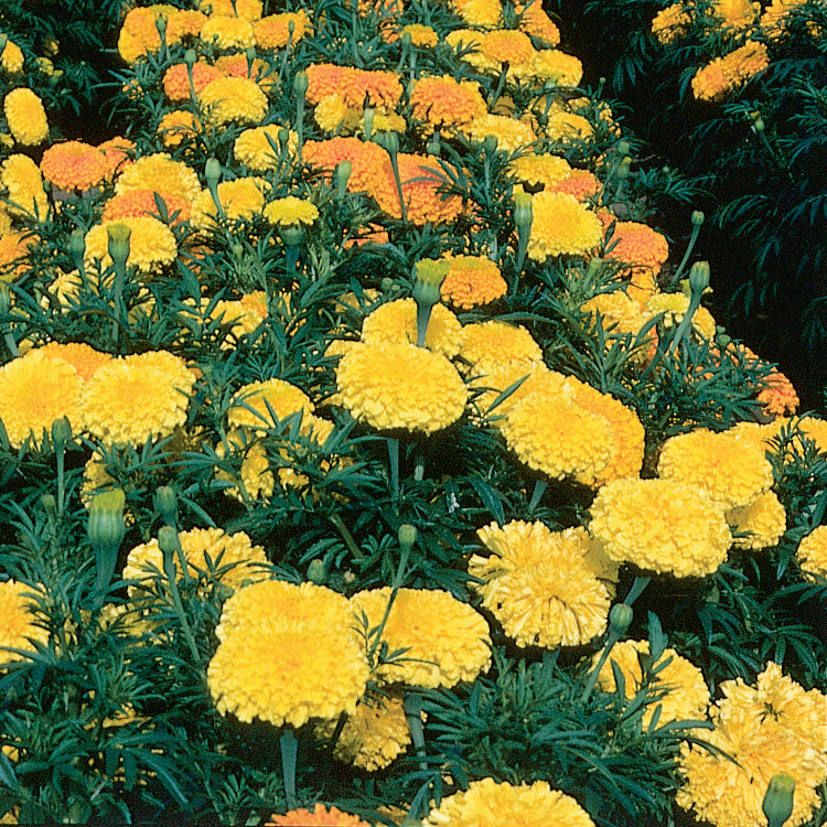 Marigolds Crackerjack Mix