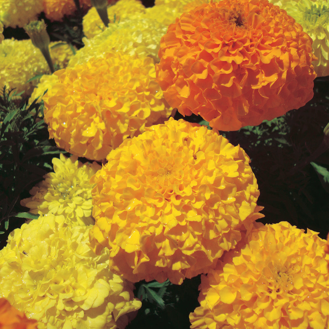Marigolds Inca Series Yellow - A316A