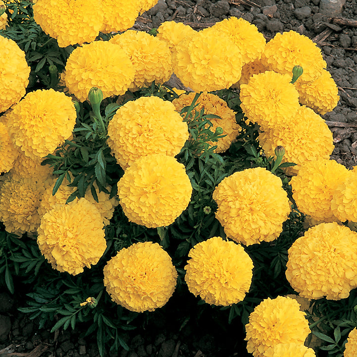 Marigolds Inca Series Yellow