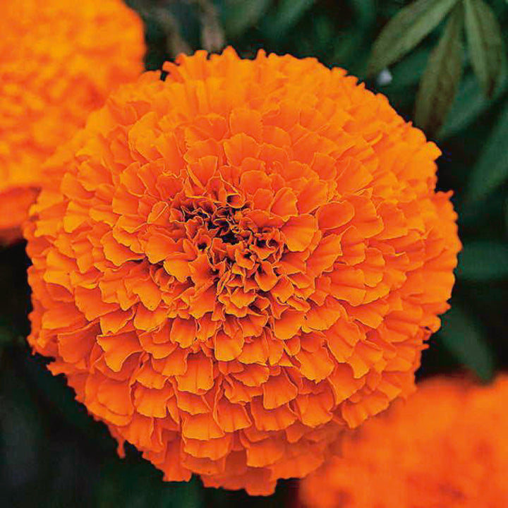 Marigolds Inca Series Orange - A318A