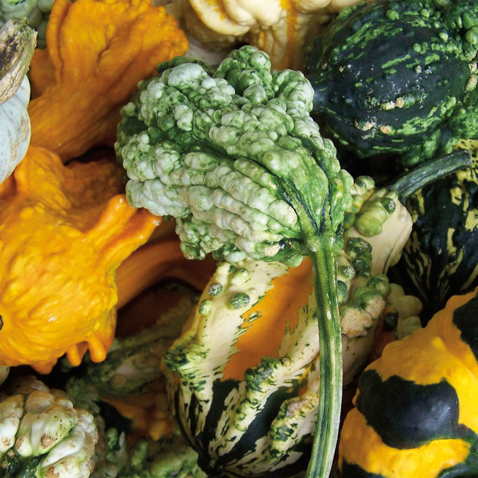 Gourds Gremlin - A324A