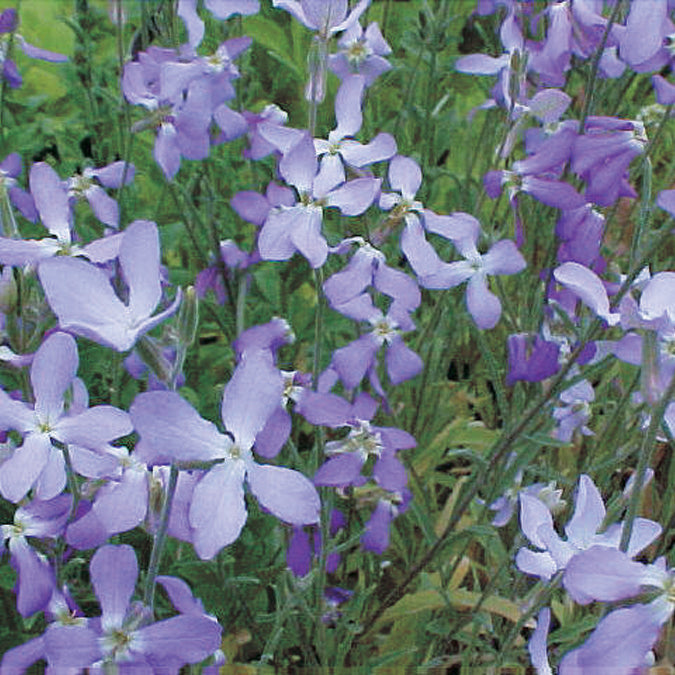Matthiola Night Scented Stocks - A326A