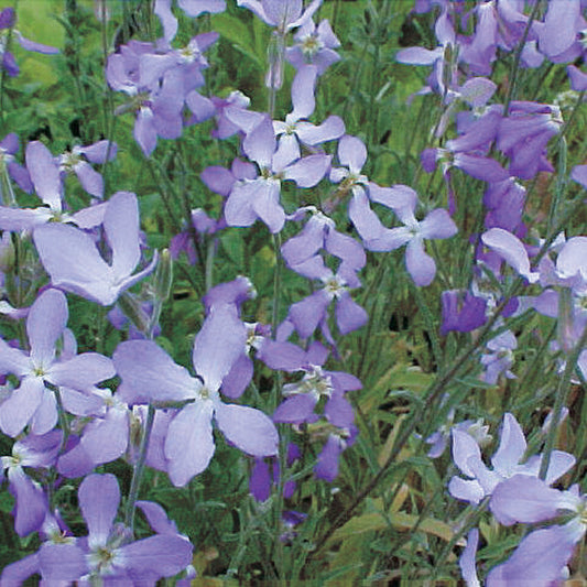 Matthiola Night Scented Stocks
