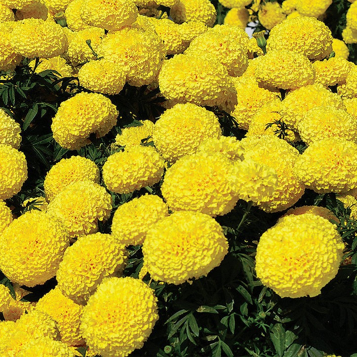 Marigold Big Duck Yellow - A330A