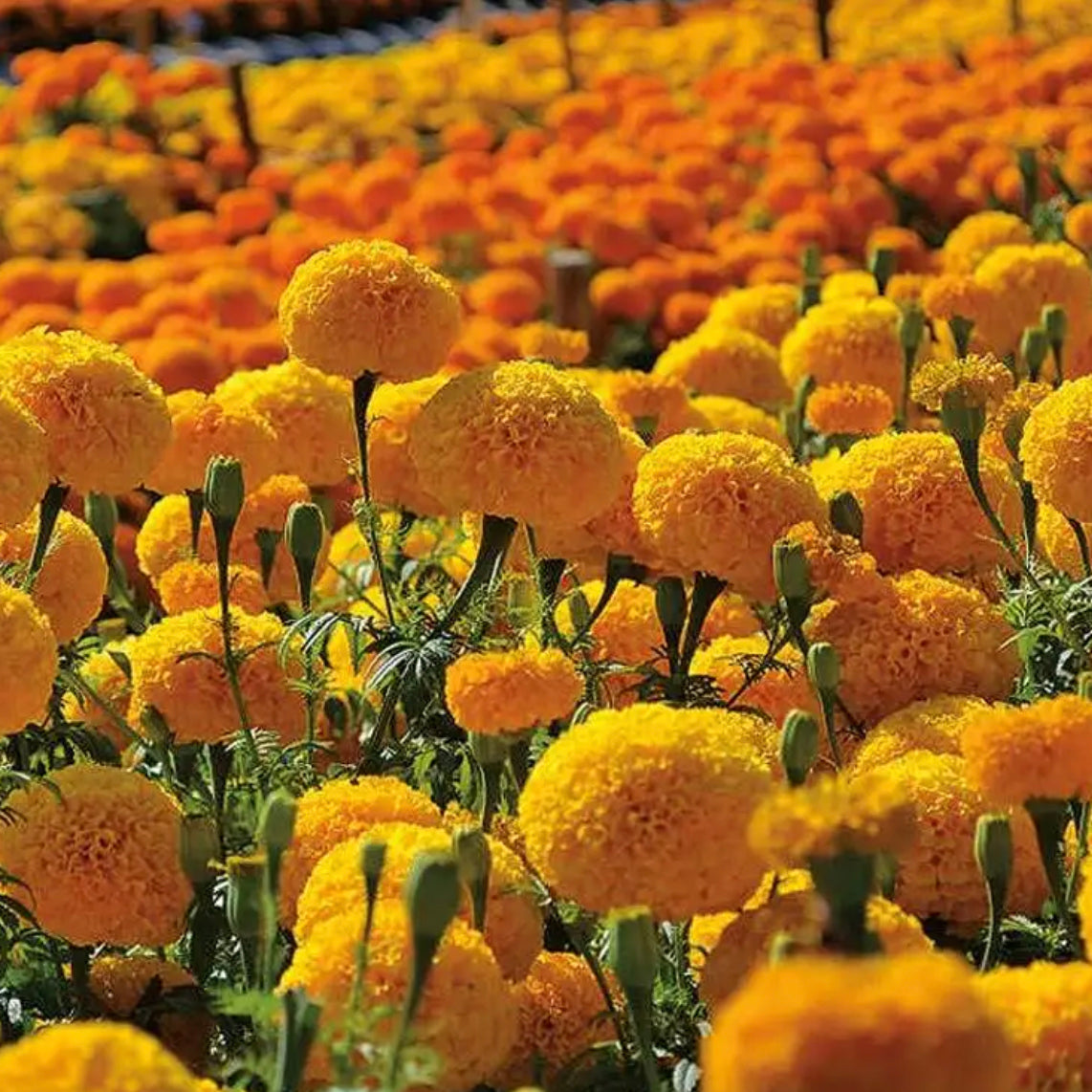 Marigold Garuda Orange - A340A