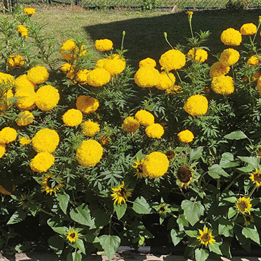 Marigold Garuda Yellow