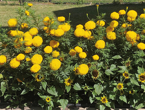 Marigold Garuda Yellow - A341A