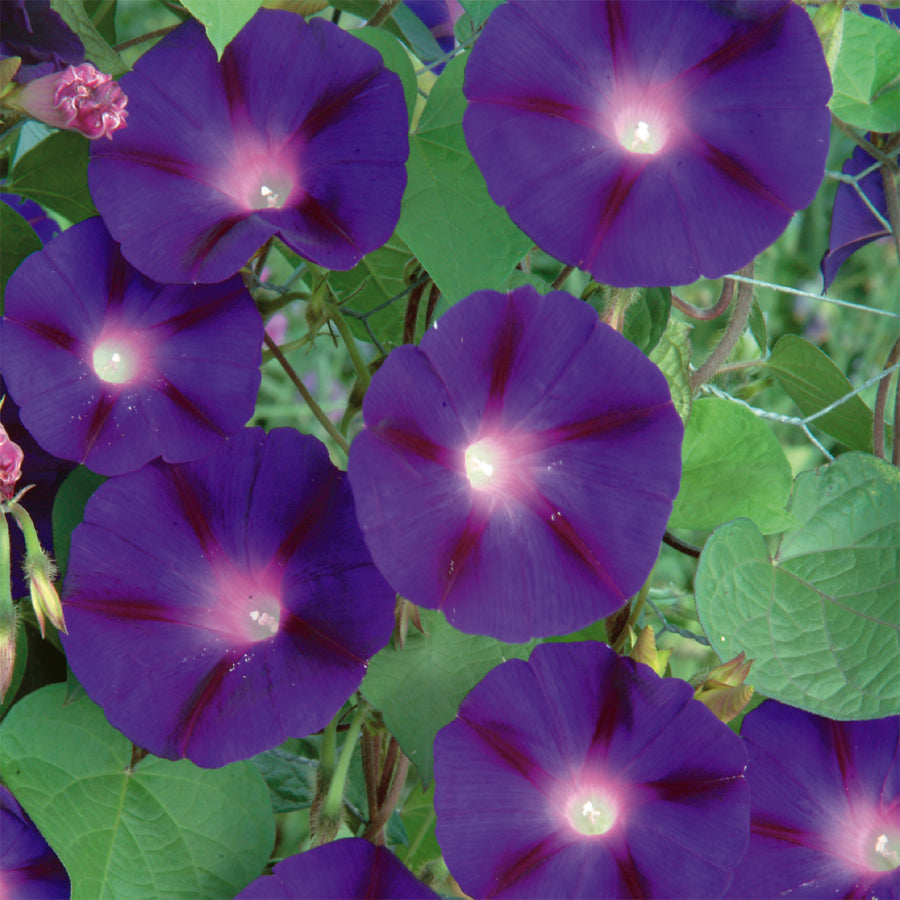 Morning Glory Grandpa Otts - A342A