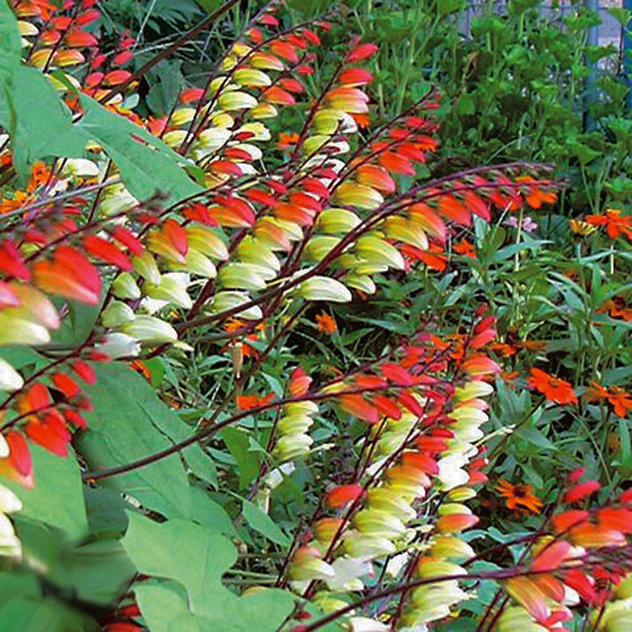Spanish Flag Vine - A344A