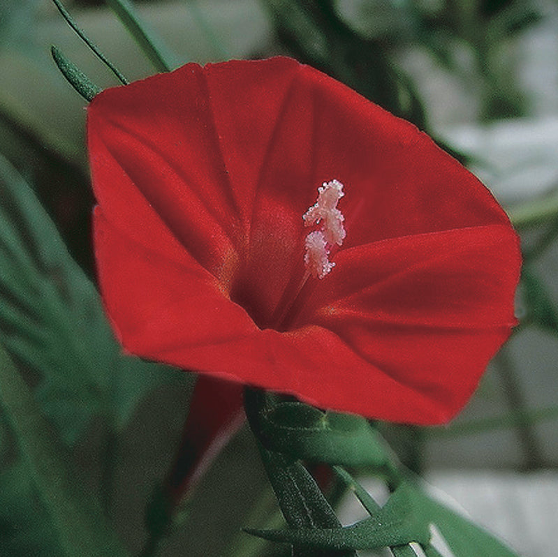 Morning Glory Cardinal Climber - A345A