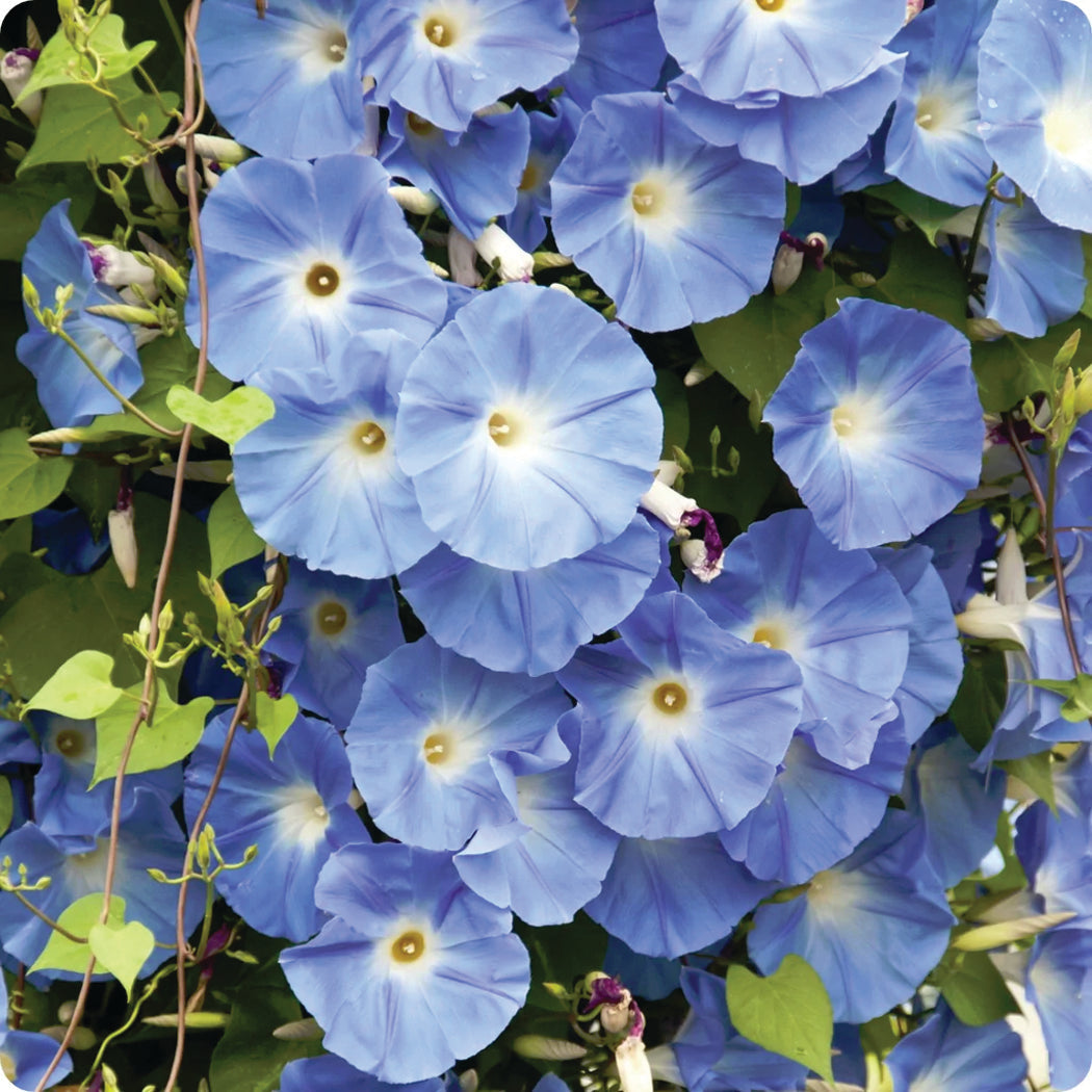 Morning Glory Heavenly Blue - A346A