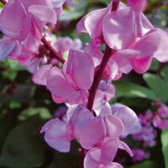 Red Leaved Dolichas