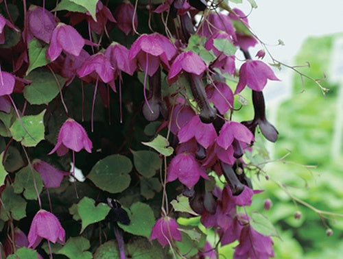 Rhodochiton Purple Bells - A365A