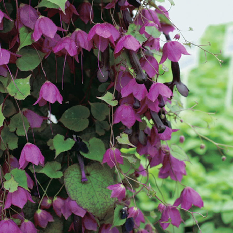 Rhodochiton Purple Bells - A365A