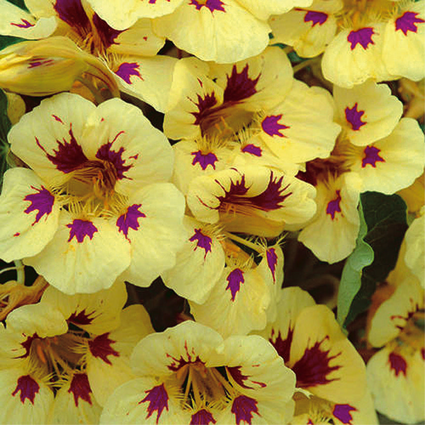 Nasturtium Cream Purple Spot - A390A