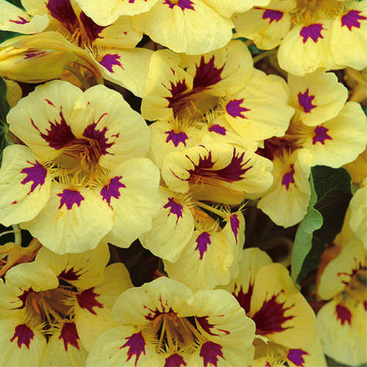 Nasturtium Cream Purple Spot - A390A