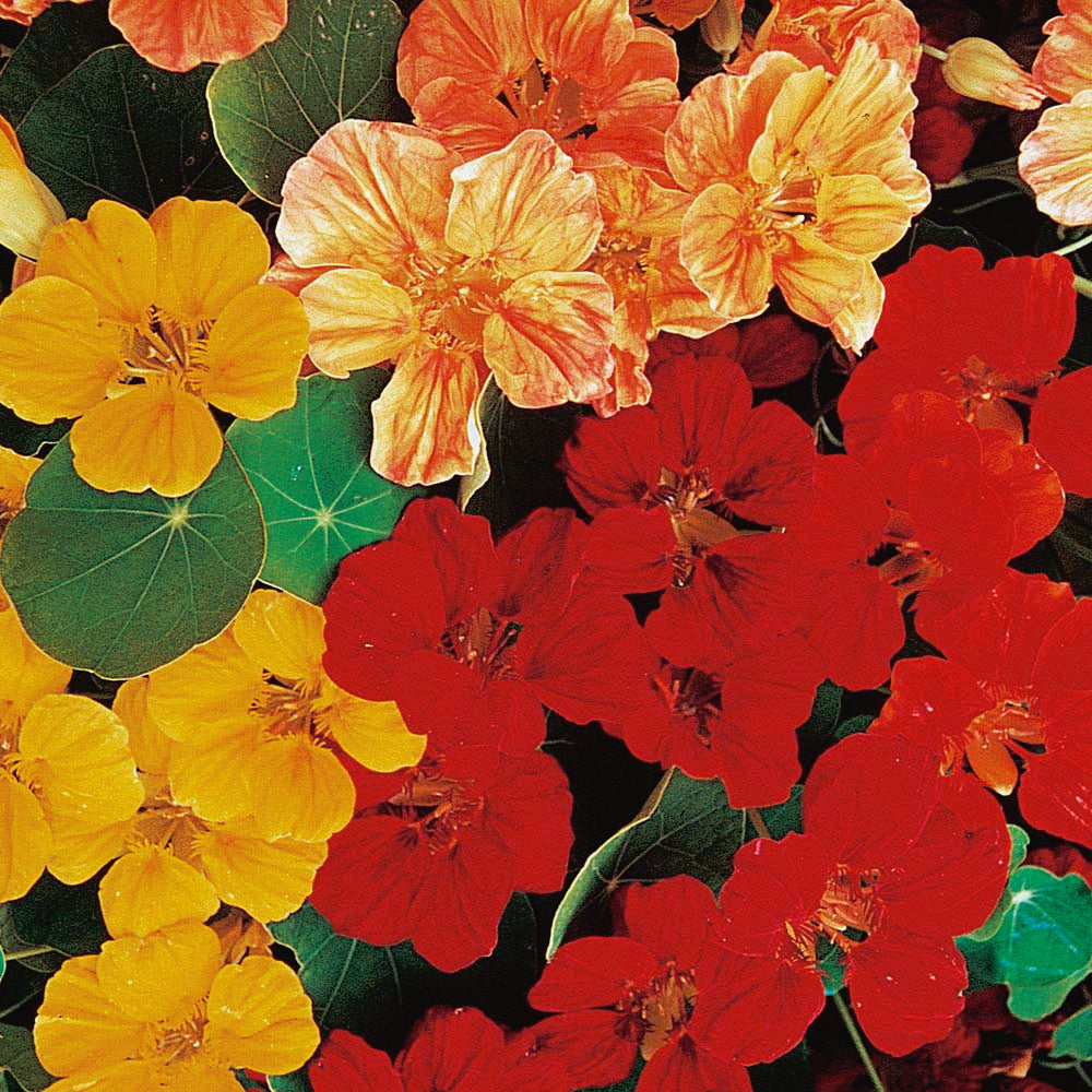 Nasturtiums Whirlybird Mix - A395A