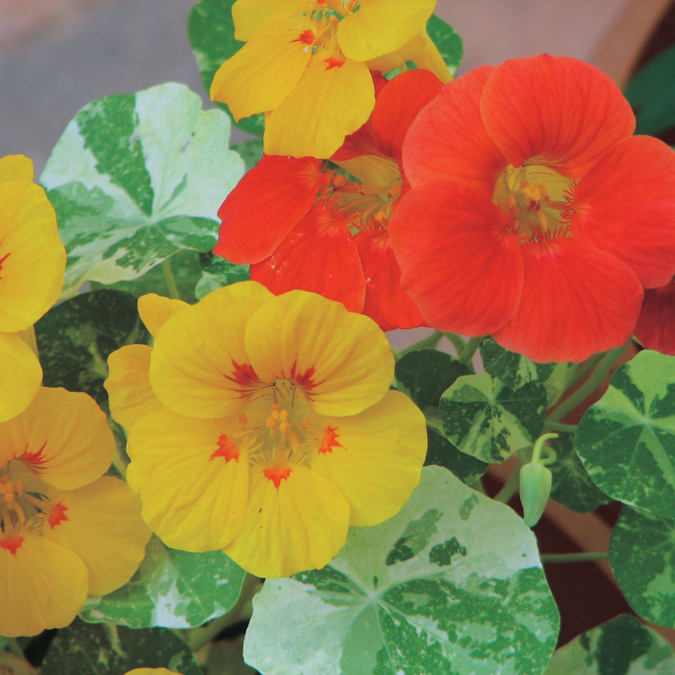 Nasturtiums Alaska Mix - A399A
