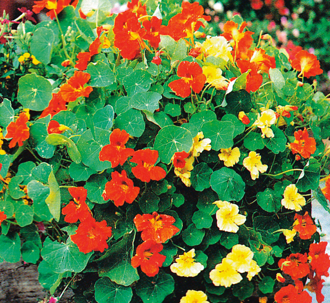 Nasturtiums Glorious Gleam - A400A