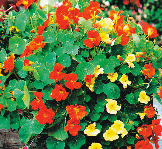 Nasturtiums Glorious Gleam - A400A