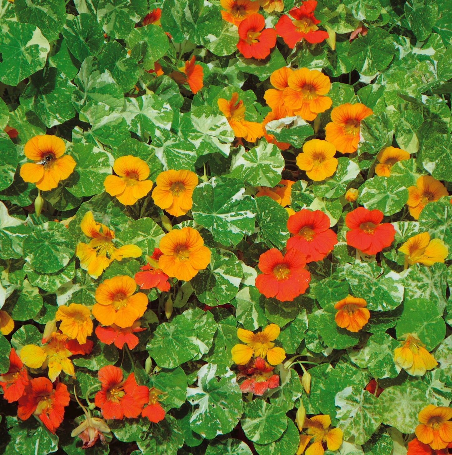 Nasturtium Out of Africa - A410A