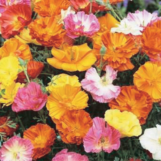 Poppy California Mix