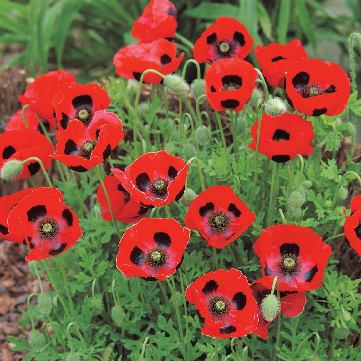 Flanders Poppy (Lady Bird) - A444A