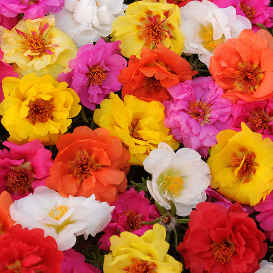 Portulaca Happy Trails Mix