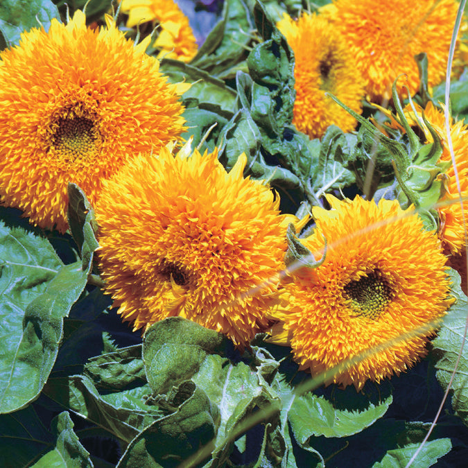 Sunflower Teddy Bear - A480A