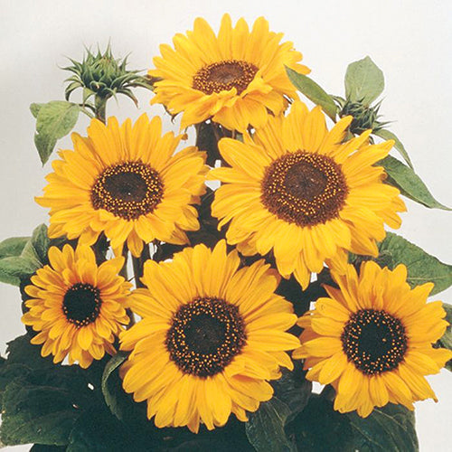 Sunflowers Soraya - A490A