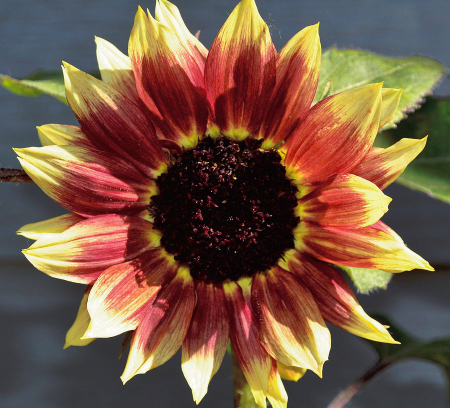 Sunflower Florenza - A492A