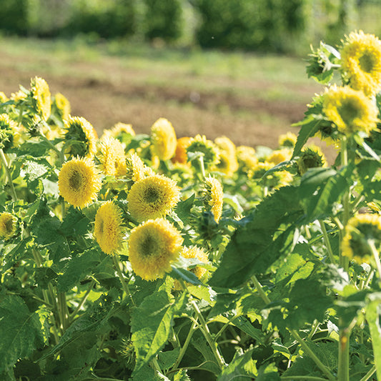 Sunflower Gummy Bear
