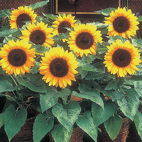Sunflower Big Smile - A495A