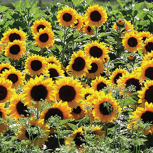 Sunflower Sunrich Orange - A498A
