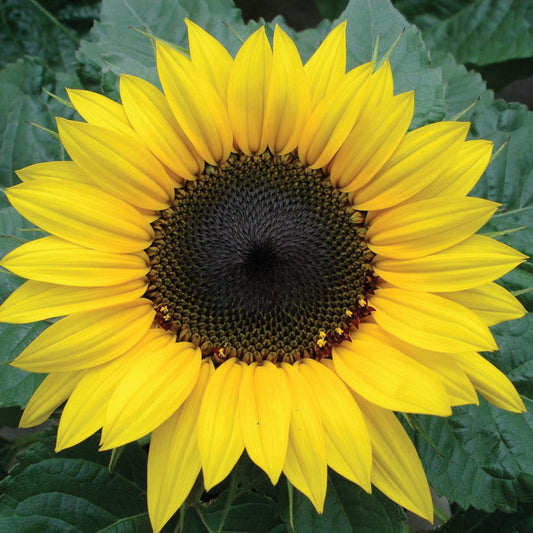 Sunflower Dwarf Chocolate Sun