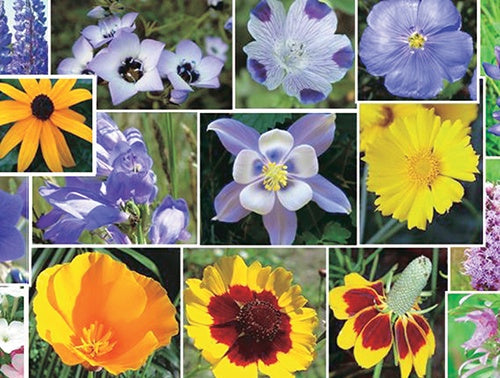 T & T Perennial Mix - A5A