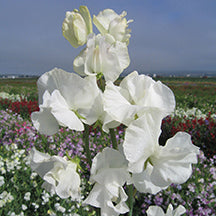 Pois de senteur Mammoth Series Blanc