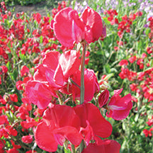 Sweet Peas Mammoth Series Crimson