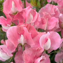 Sweet Peas Mammoth Series Rose Pink