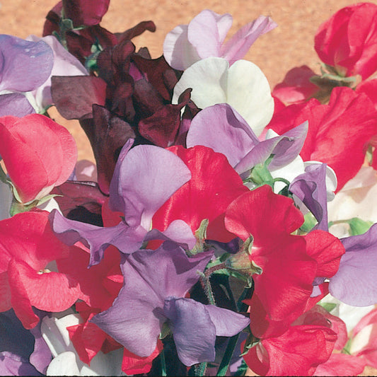 Sweet Peas Mammoth Mix
