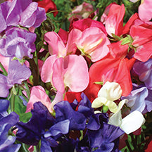Sweet Peas Mammoth Mix