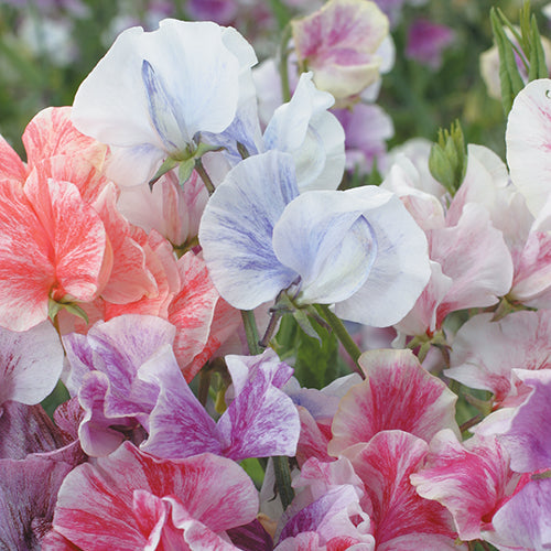 Sweet Pea Streamers Mix - A535A