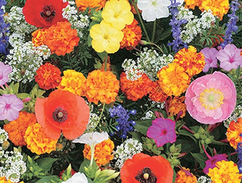 Deer Resist Wildflower Mix - A6A