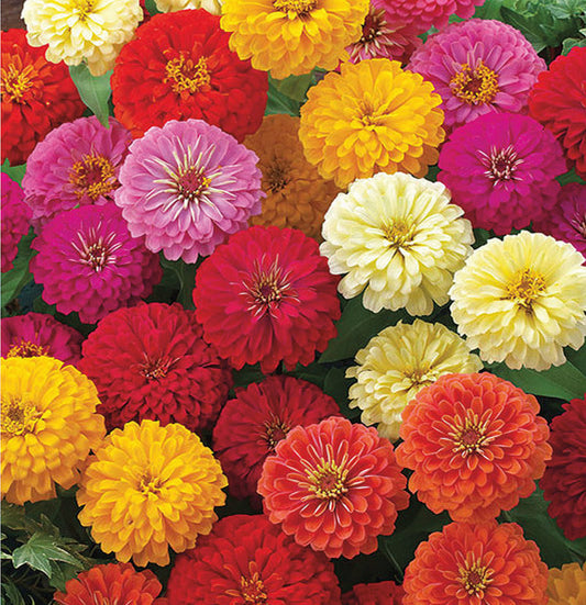 Zinnia Dwarf Zinnita Mix